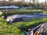 A sea of plastic... or an allotment, as it's otherwise known