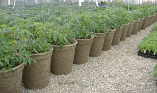 western-pulp-tomato-gravel